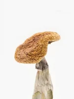 Golden teacher mushroom