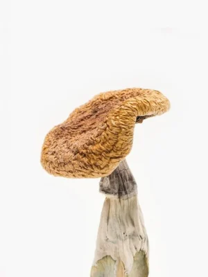 Golden teacher mushroom