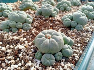 Peyote cactus for sale