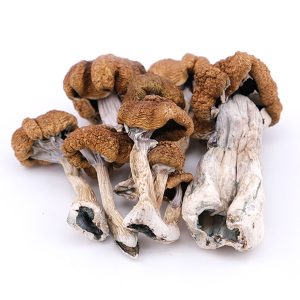 Psilocybe cubensis (Earle) Singer