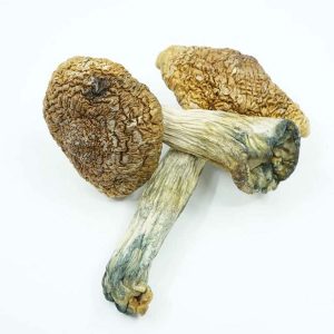 Liberty cap Mushroom